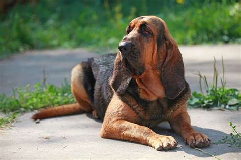 Are Bloodhounds Good Family Dogs