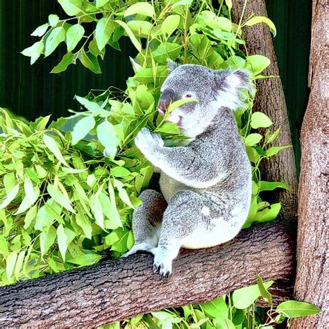 Koalas Love Their Eucalyptus Tote Bag for Sale by Kirsten Giving