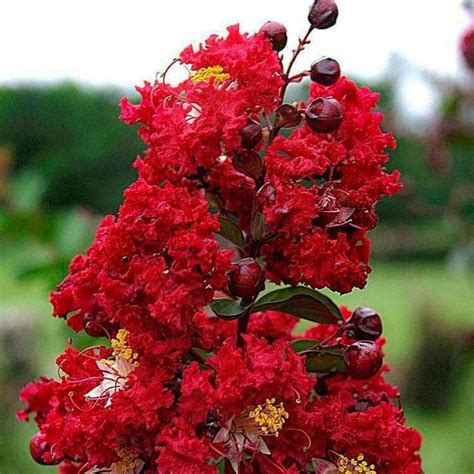 Red Rocket Crape Myrtle | Stunning True Red Blooms - PlantingTree