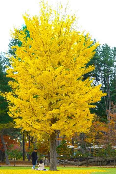 Buy Autumn Gold Ginkgo | FREE SHIPPING | Wilson Bros Gardens | 3 Gallon ...