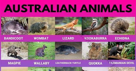 Australian Animals And Their Names