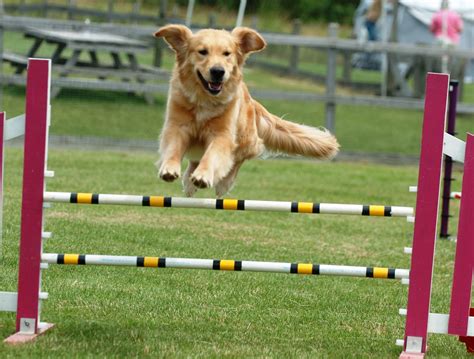 Exercise for Dogs: Keeping Your Dog Fit and Active