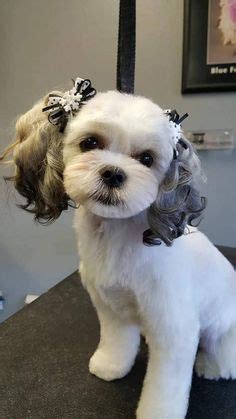 12 Maltese Shih Tzu Haircuts ideas | shih tzu haircuts, dog haircuts ...