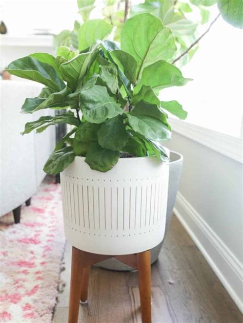 Dwarf Fiddle Leaf Fig Tree Care Tips - Paisley Plants