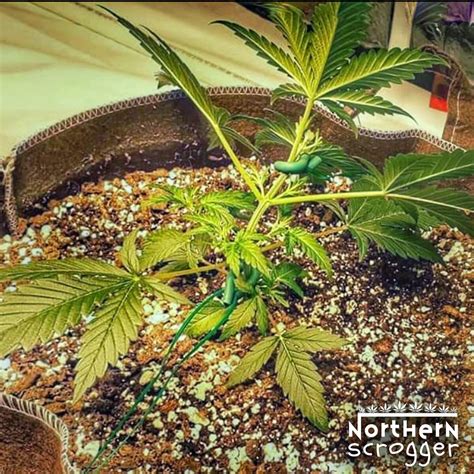 Scrog Tip #1 - Early Training — NorthernScrogger