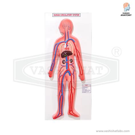 Human Circulatory System Model