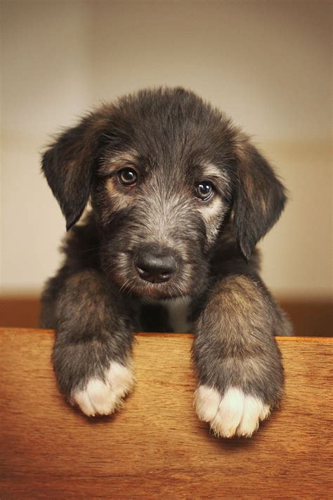 Those cute big paws | Wolfhound puppies, Irish wolfhound dogs ...