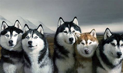 White Husky Wallpapers - Wallpaper Cave