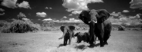 Martyn Colbeck | Kilimanjaro elephants in Ol Tukai Orok