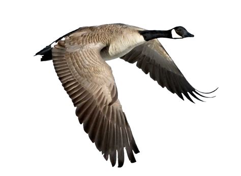 Flying Geese Clipart at GetDrawings | Free download