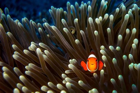 Wallpaper : animals, underwater, coral reef, clownfish, sea anemones ...