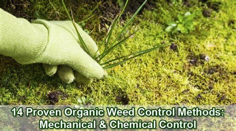 14 Proven Organic Weed Control Methods: Mechanical & Chemical Control