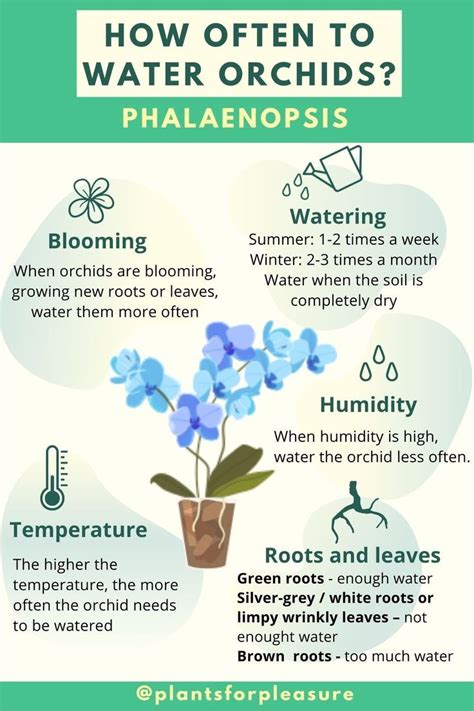 How Often To Water Phalaenopsis Orchids? in 2022 | Orchids in water ...