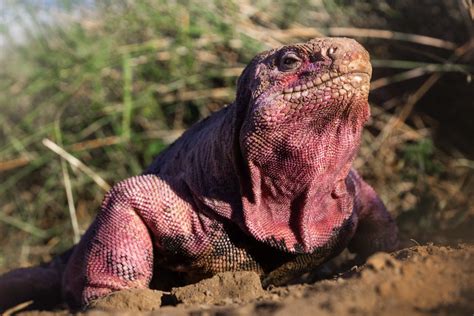 There Are Just 211 Galápagos Pink Iguanas Left, Latest Estimates Show ...