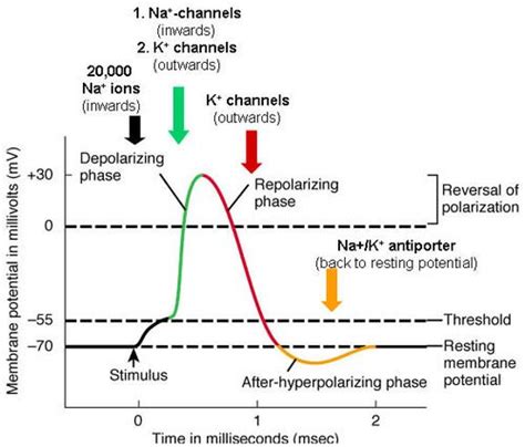 Phases of ECG. Depolarization Repolarization Resting Potential A Level ...