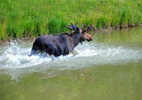 Moose swimming in lake | Stock image | Colourbox