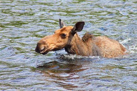 Moose Swimming Photograph by John Burk - Pixels