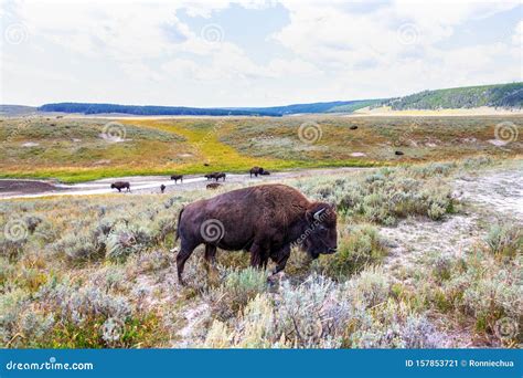 Herd Of Bison Grazing At Yellowstone Royalty-Free Stock Photo ...