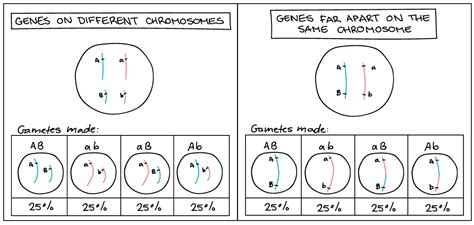 Genetic Linkage Example