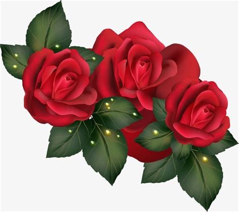 Vector Red Rose PNG Images