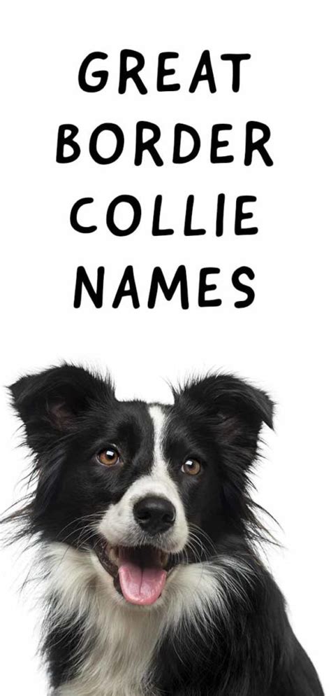 Border Collie Names: Perfect Names for Your Clever Pup