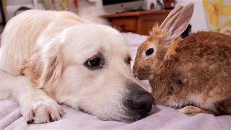 Dog and Rabbit are Inseparable Friends Forever - YouTube