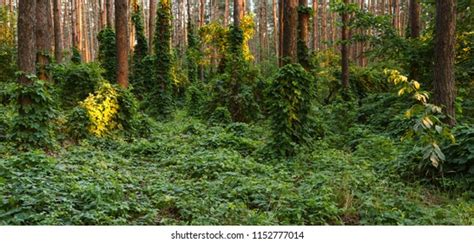 Mossy Forest Sunshine Light Shines Through Stock Photo 2214357865 ...