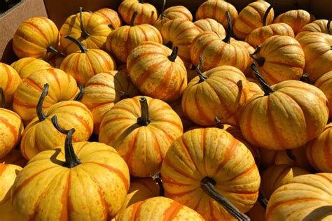 Greg's Great Pumpkin Patch Is Taking Over Domino Park