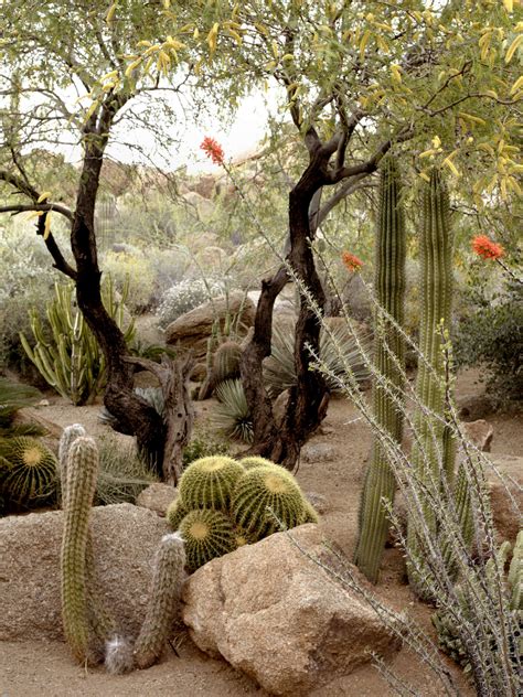 10 Ideas to Steal from Desert Gardens - Gardenista