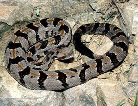 Timber Rattlesnake Facts and Pictures | Reptile Fact