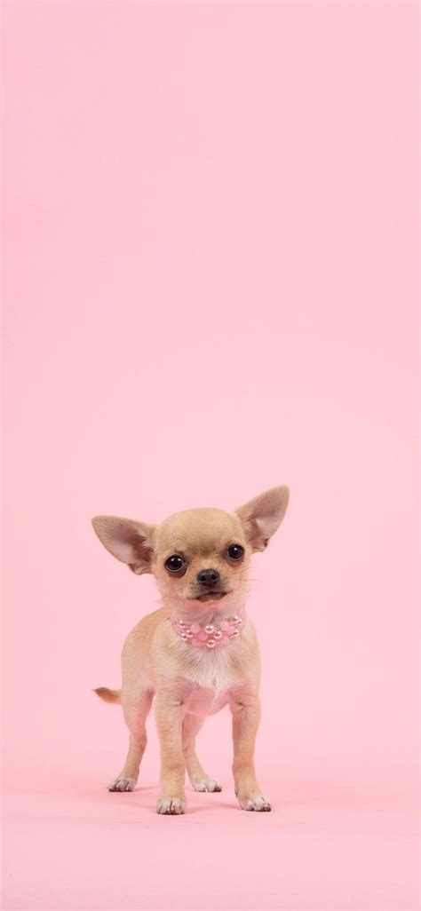 Pink Dog Wallpapers - Top Free Pink Dog Backgrounds - WallpaperAccess