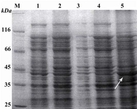 SDS-PAGE of the proteins extracted from periplasmic space and inclusion ...