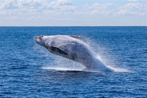 Whale watching in the Azores - Come Explore With Us!