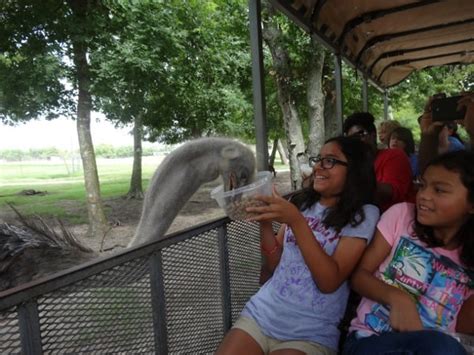 Beyond the Beltway: Bayou Wildlife Zoo in Alvin, Texas