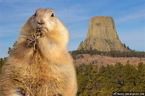 Devils Tower Animals: Close Encounters of the Wild Kind | Travel For ...