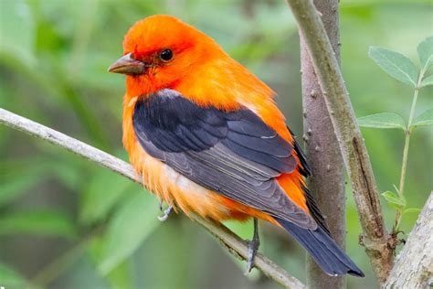 Birds With Orange Plumage Around the World