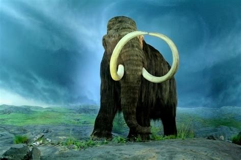 Then Again: Woolly mammoth discovery in 1848 brought awareness of ...