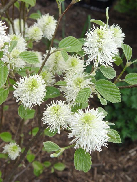 Fothergilla ‘Mt. Airy’ | Garden Housecalls