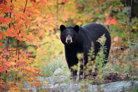 8 Surprising Facts About Black Bears