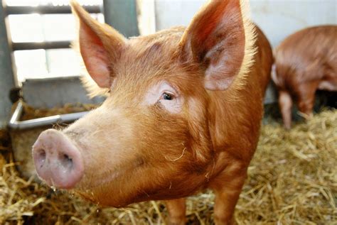 How to Choose Pig Breeds For Your Farm