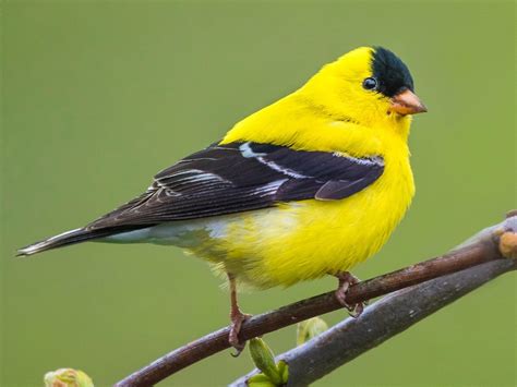 NestWatch | American Goldfinch - NestWatch