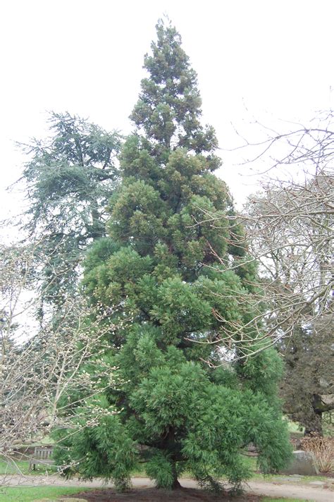 Cryptomeria japonica | landscape architect's pages