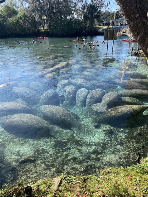 An aggregation at Three Sisters springs. : r/Manatees