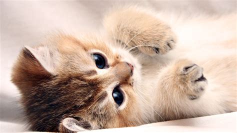 Free Cat Wallpapers and Screensavers - WallpaperSafari