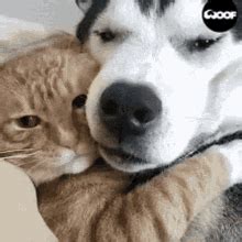 Cat Dog GIF – Cat Dog Love – Ищите GIF-файлы и обменивайтесь ими