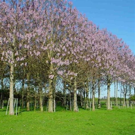 BEAUTIFUL PAULOWNIA TREE Paulownia Elongata - 100 SEEDS