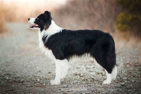 Are Border Collies The Perfect Family Dogs? - Vườn Bưởi Tư Trung