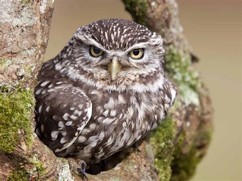 Little Owl Facts, Range, Habitat, Diet, Lifespan, Pictures