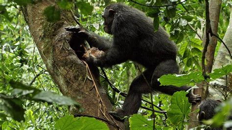 Chimpanzee Gallery | Disneynature