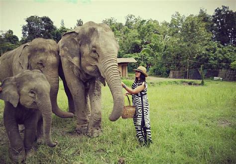 Tree House Hideaway - Chiang Mai Elephant Sanctuary Tour